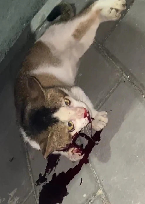 End abuse! Protect companion animal rights!