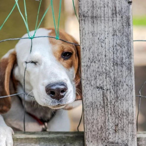 End abuse! Protect companion animal rights!