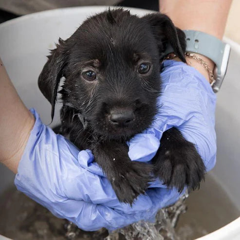 End abuse! Protect companion animal rights!