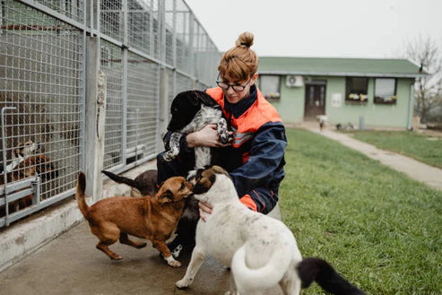 The Silent Crisis of Stray Animals