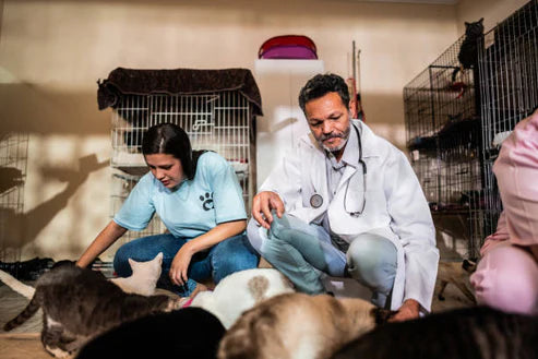 The Silent Crisis of Stray Animals